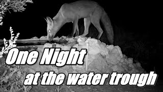 One Night at the WaterTrough [upl. by Shepp]