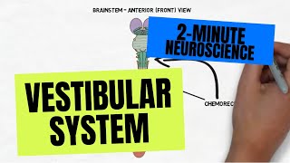 2Minute Neuroscience Vestibular System [upl. by Einnos]