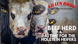 Killen Bros  Beef Herd amp AI Time for the Holstein Heifers [upl. by Kramlich]