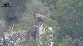 5 OSOS AVISTADOS en una TARDE de OTOÑO Ursus arctos [upl. by Wade]