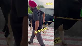 ਵੀਡਿਉ ਲਈ ਸਪੰਰਕ ਕਰੋ 8427641030 newsrajfarm buffalow shortvideo farming mandi [upl. by Hosea]