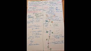 Endogenous Antigen cytosolic pathway [upl. by Einnaoj]