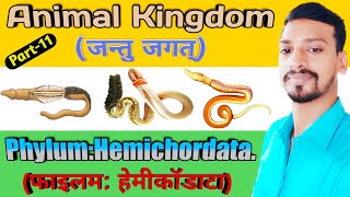 PhylumHemichordata hindi amp English  Class 9th amp 11th Biology  Part  11  Bioindia [upl. by Eenafets561]