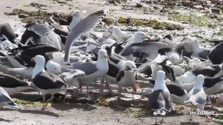 Larus marinus [upl. by Ane]