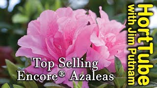 Top 10 Encore® Azaleas  Repeat Flowering Azaleas [upl. by Lehcer993]