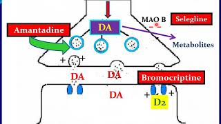 Mechanism of action of antiparkinsonian drugs Prof Sawsan AboulFotouh [upl. by Falconer834]