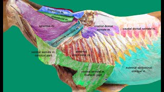 Muscles of the neck and shoulder girdle part 2 [upl. by Keeley]