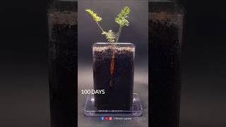 Carrot Growing Time Lapse 100 Days 😱  shorts timelapse growingplants woodlapse seeds [upl. by Wolliw]