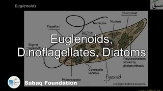 Euglenoids Dinoflagellates and Diatoms Biology Lecture  Sabaqpk [upl. by Aylat]