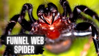 Funnel Web Spiders  This is Earth [upl. by Notsahc]