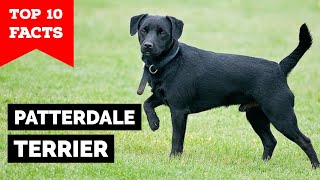 Patterdale Terrier  Top 10 Facts [upl. by Wye]