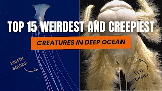 Top 15 Most Weirdest And Creepiest Creatures Found In The Deep Sea [upl. by Ilaire]