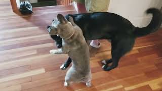 Dog getting pummeled by French Bulldog dogfight frenchbulldog [upl. by Putnem]