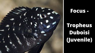 Focus  Tropheus Duboisi Juvenile [upl. by Analahs836]