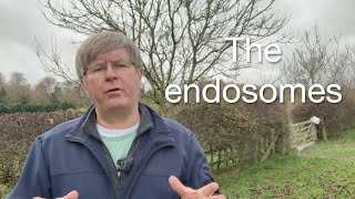 Understanding Endosomes The Cells Sorting House  Quick Science Explanation [upl. by Feodore]