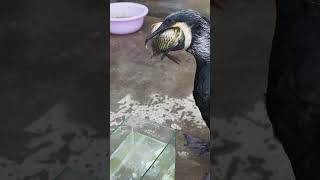 How do cormorants eat fish bigger than themselvescormorant fishing [upl. by Esil]