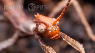 Australian Walking Stick Insects Are Three Times Weirder Than You Think  Deep Look [upl. by Yssor]