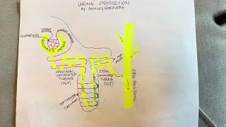 Urine Production [upl. by Leimaj16]