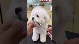 ✂️Peluquería Canina 😱🎓 Aprende con Nosotros ✅ [upl. by Htennaj309]