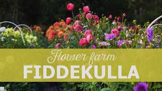 Fiddekulla Flower Farm in Sweden [upl. by Loziram666]