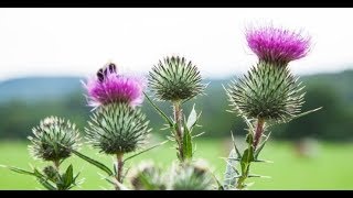 Milk Thistle Benefits Liver Disease Detoxification with Silymarin [upl. by Eednar]