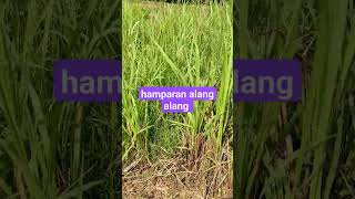 alang alang 😍 berkebun garden alangalang herbal nature [upl. by Otxilac109]