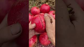 Easy cutting skill pomegranate fruit fruit cuttingfruit cuttingskills [upl. by Laehpar253]