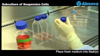 Subculture of Suspension Cells [upl. by Mcgee]