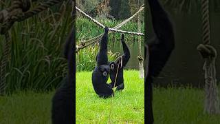 Screaming Gibbons monkey wildlife animals calling funny gibbons [upl. by Helmer325]