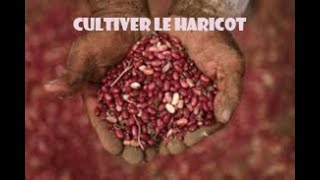 Investir dans la culture du haricot rouge [upl. by Einegue]