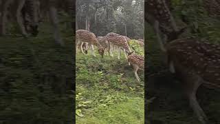 Herd 🦌 🦌 Bandipur Mudumalai Road Tamilnadu India [upl. by Lynd]