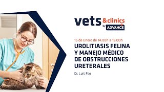 17ES Urolitiasis felina y manejo médico de obstrucciones ureterales Dr Luis Feo [upl. by Tniassuot]