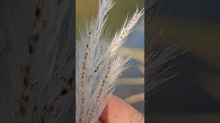 Wild Sugarcane Flowers  Saccharum spontaneum [upl. by Cioban]