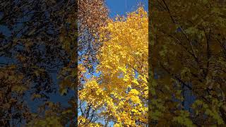 fall travel aplaceinthesun missouri [upl. by Irac912]