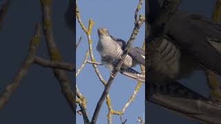 LE CHANT DU COUCOU GRIS  COMMON CUCKOO SINGING [upl. by Faden53]