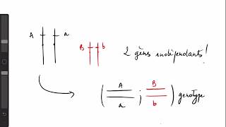 BAC SVT 🧬 GÉNÉTIQUE  Gènes indépendants et leurs représentations [upl. by Wurster598]