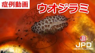 【症例動画】チョウ（ウオジラミ） [upl. by Draper]