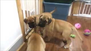 Bullmastiff Puppies 8 amp 9 weeks [upl. by Ellie]