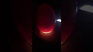 Candling chicken eggs day 11 [upl. by Gaige337]