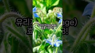 유리지치Borage의 효능 TOP 3 [upl. by Kunz]