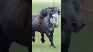 How movies create horse sound bollywood horse [upl. by Coward]