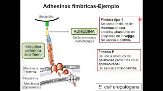 seminario 2  Patogenicidad bacteriana I [upl. by Yorgos]