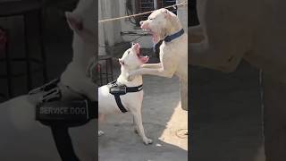 Dogo argentino denger fight 😱😱dog dogo argentino trending pitbull doglover vlog shorts [upl. by Hose]