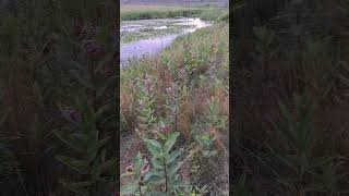 sooooo much milkweed 😍🦋 nature plants summer [upl. by Nileak]