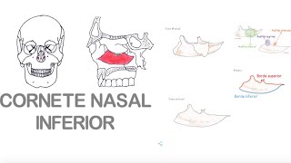 Cornete Nasal Inferior [upl. by Brandice580]