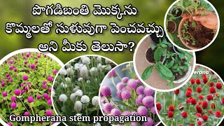 how to grow Gompherana plant from cuttings  gardening  gompherana plant propagation [upl. by Barnabas63]