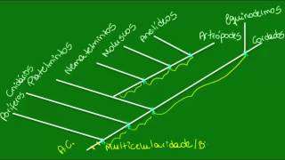 Filogenia do reino animal  Parte 1  Zoologia  Biologia [upl. by Solegna]