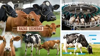 VACAS Extraordinarias Descubre los Secretos de las RAZAS LECHERAS Elite [upl. by Tehr563]