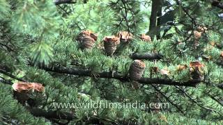 Deodar cones on a Himalayan Cedar tree [upl. by Isyed10]