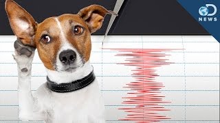 Can Animals Predict an Earthquake [upl. by Dirrej]